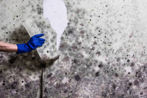 Best Attic Mold Removal  in Purdy, MO