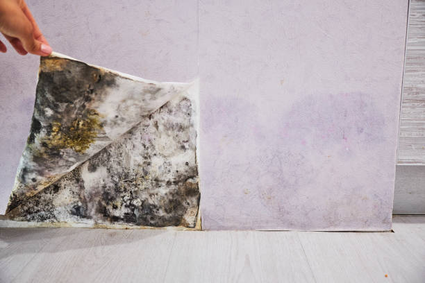 Best Mold Damage Repair  in Purdy, MO